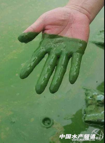 攻克蓝藻最简单的方法,用最简单的方法解决蓝藻