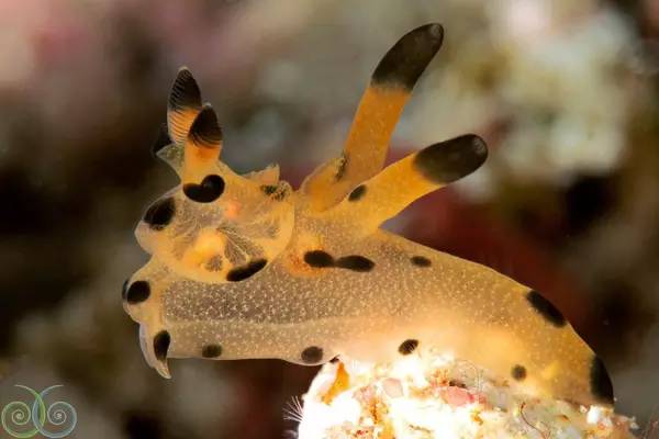 从入门级到朝圣级，职业潜水教练告诉你船宿该怎么选