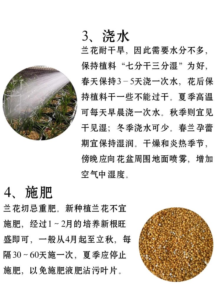 建兰富山奇蝶两片叶子能开花吗,建兰梨山狮王与富山奇蝶哪个好