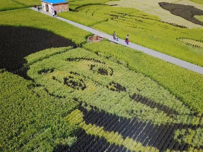 沈阳稻梦空间玉米,沈阳稻梦空间的水稻