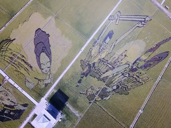 沈阳稻梦空间玉米,沈阳有稻梦空间吗