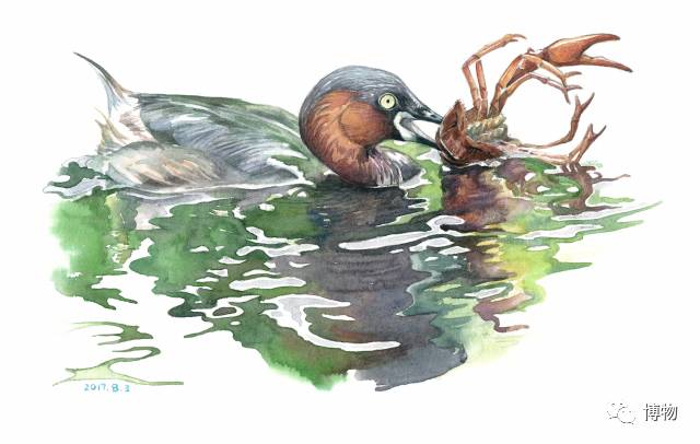 为啥马里奥要吃蘑菇才能长大？