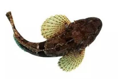 大千世界无奇不有这种鱼你见过吗,世界之大无奇不有鱼都会走路