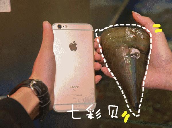 开海了一大波新鲜海鲜,威海开海了吃什么海鲜