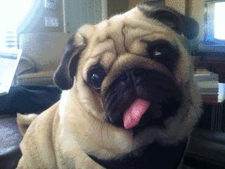 资深宠医教你三步彻底祛除耳螨,爱宠的健康状况你真的了解吗