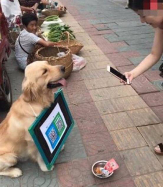 狗狗当老板有模有样,狗狗开店当老板