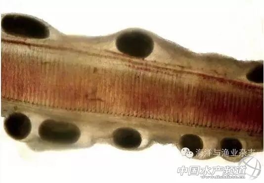 传染疾病的防治措施,白点病会传染给人吗