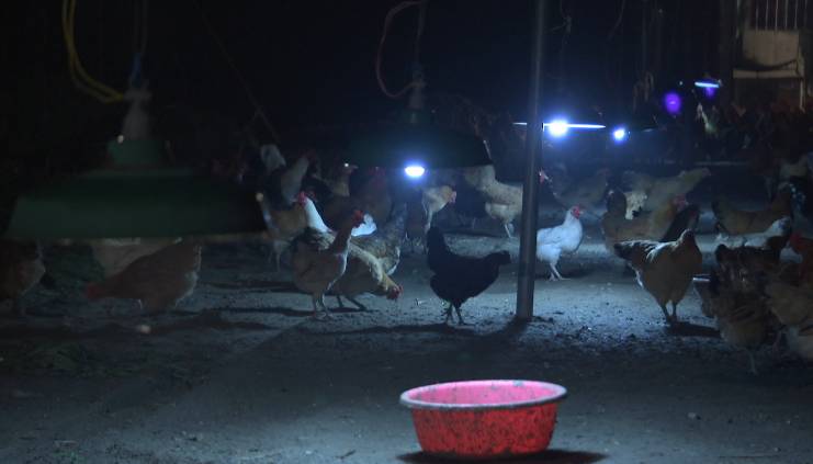 鳄鱼帮鸡、泥鳅帮黄鳝、鸡帮人,兔子帮火龙果,这些忙……帮得还好吗?