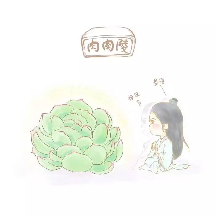 为什么韩国的多肉出名,韩国多肉为什么那么美