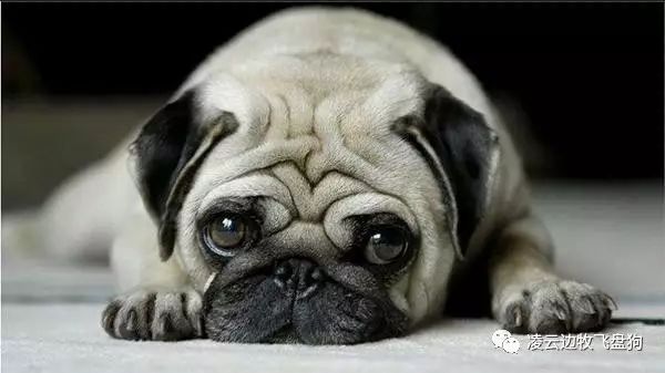 边牧幼犬训狗第一步先训什么,边牧犬三个月训练详细教程