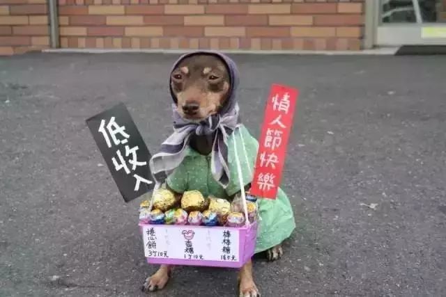 狗狗当超市的老板,狗狗当销售部老总