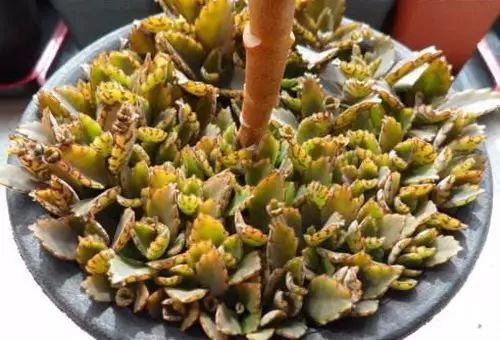 不死鸟爆盆全过程,不死鸟多肉爆盆视频