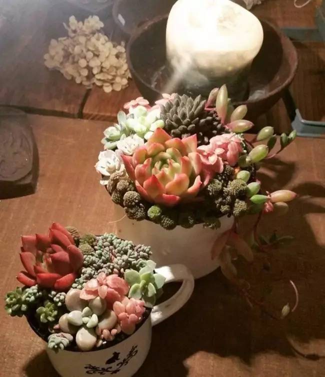 为什么韩国的多肉出名,韩国多肉为什么那么美