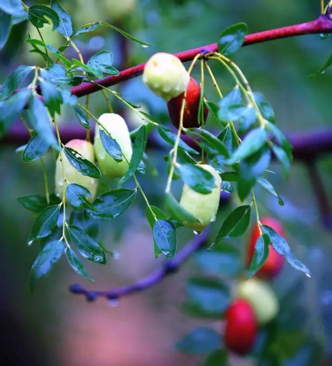 铁拐李扔下铁拐变成了什么,铁拐李扔了铁拐健步如飞