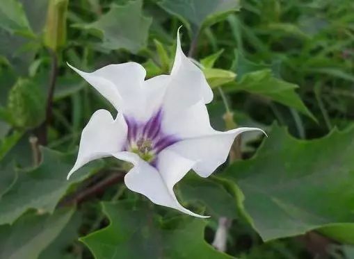 治牙后牙疼怎么止疼最快,牙痛立刻止痛小窍门种牙