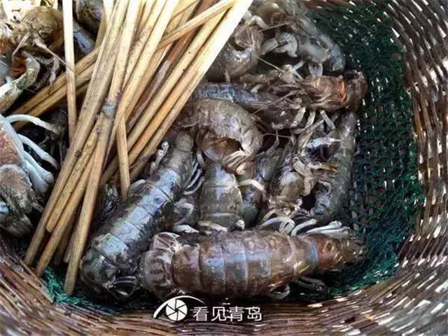 青岛的虾虎与琵琶虾,真正的青岛虾虎