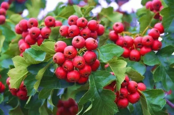 胃不好怎样吃才好,胃不好吃什么饭菜