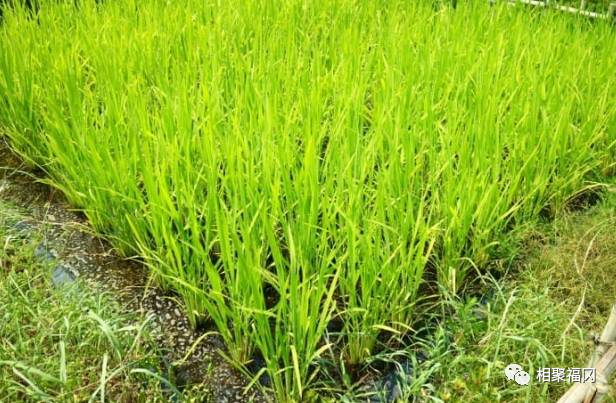 日本福冈旅游攻略自由行,日本九州福冈自驾攻略