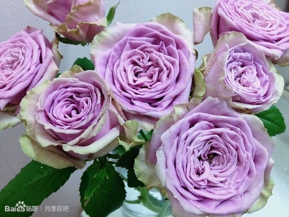 蓝紫色的爬藤月季有哪些品种,天狼蓝紫色月季哪款最优秀