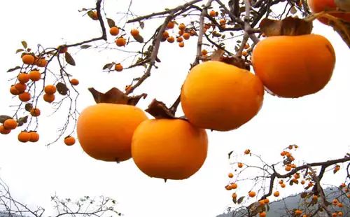 看看有关秋分的诗词,秋分的好文好诗