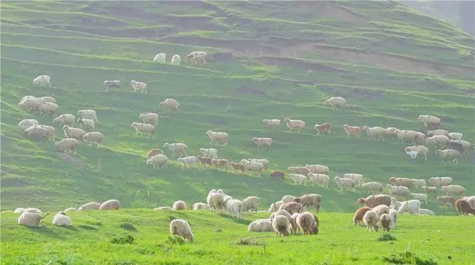 石河子秋季旅游攻略,石河子十一假期旅游推荐