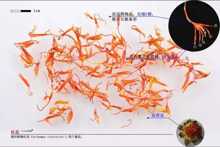 活血效果与红花相当的中药,红花具有散瘀止疼活血通经的作用