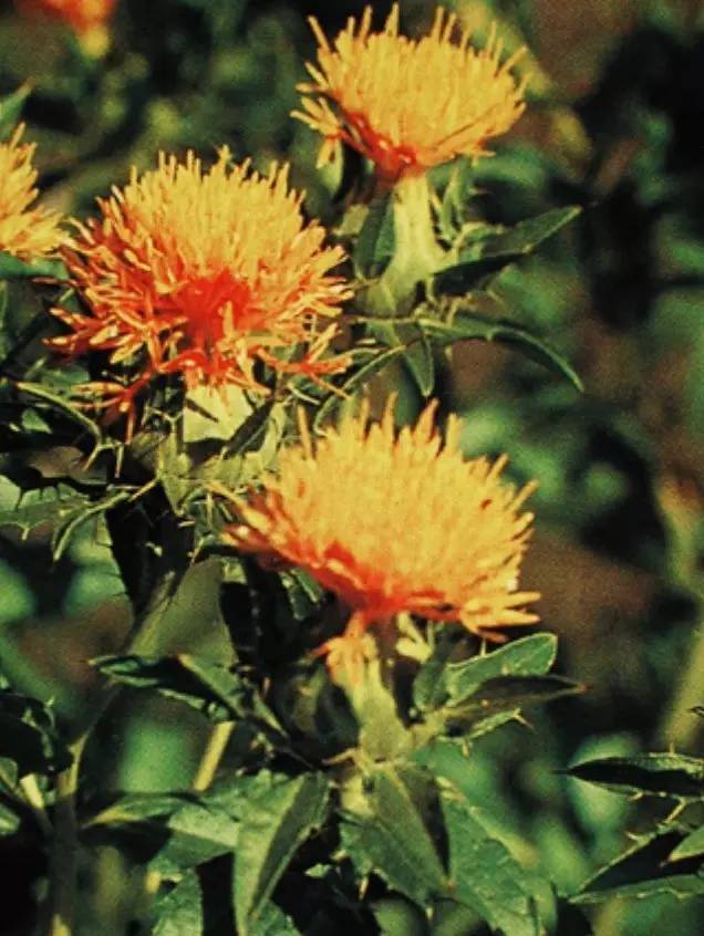 红花活血祛瘀药,每日一味中药当归