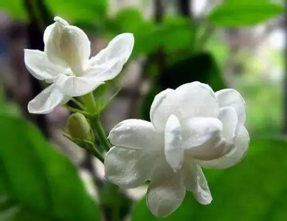 茉莉盆栽黄叶怎么办,风车茉莉叶子发黄是什么原因