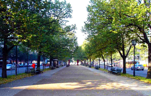 各国特色林荫道大盘点,“最美林荫道”随手拍等你来报名!