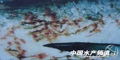 跑鱼炸窝处理方法,鱼块炸黑了怎么补救最快