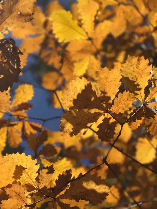 今日秋分还是明日秋分,今日秋分有哪些知识