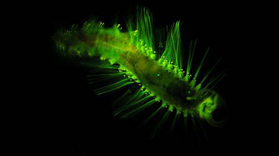 眼冒金星是有光斑吗,眼冒金星是缺氧吗