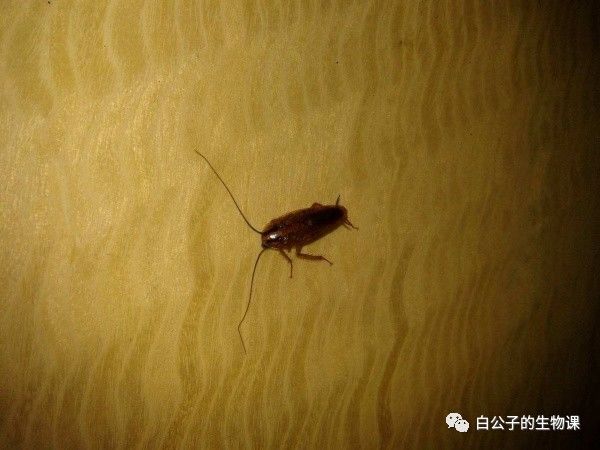 你以为蟑螂什么都吃？可是也有只吃花粉的小清新蟑螂啊！小强万岁！