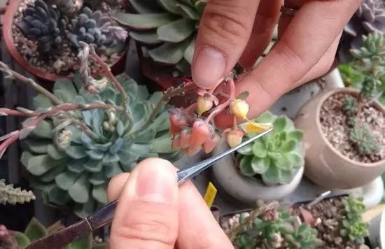 玩花剑的正确方法,花剑教程大全