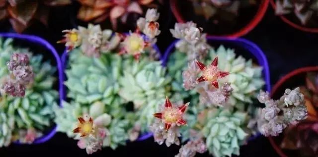 玩花剑的正确方法,花剑教程大全