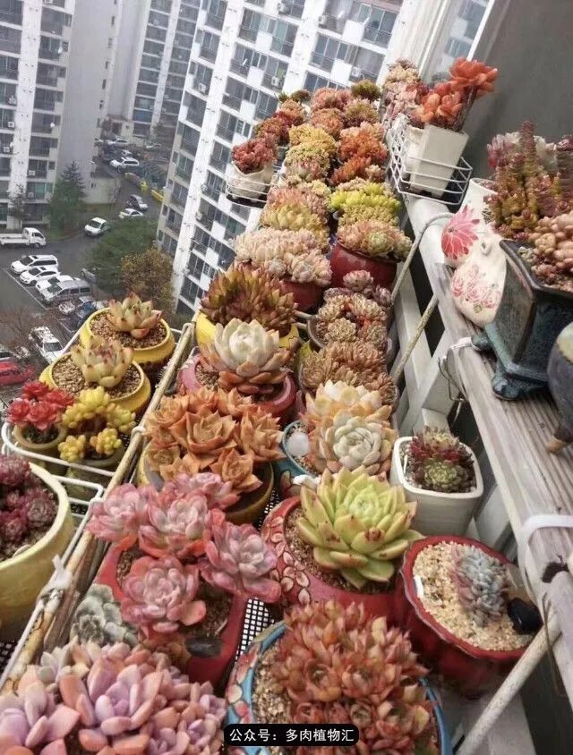 只有见过韩国肉友的阳台,才知道什么叫做物尽其用!