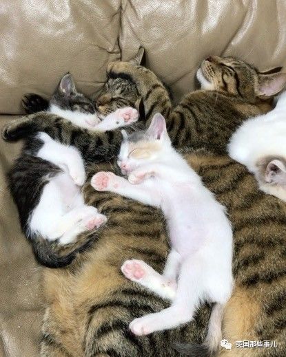 铲屎官养的猫夫妻,一对猫夫妇的铲屎官