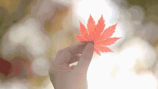 全年最美模式｜本溪预计接待游客650万人次交警送上全新“出行攻略”！