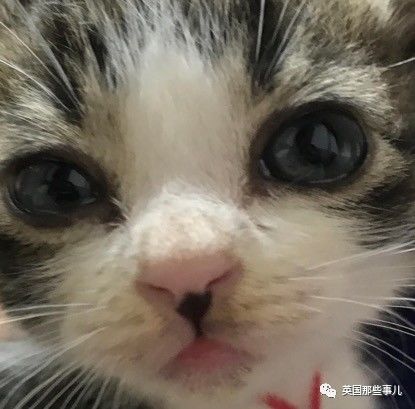 铲屎官养的猫夫妻,一对猫夫妇的铲屎官