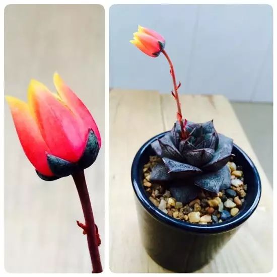 玩花剑的正确方法,花剑教程大全