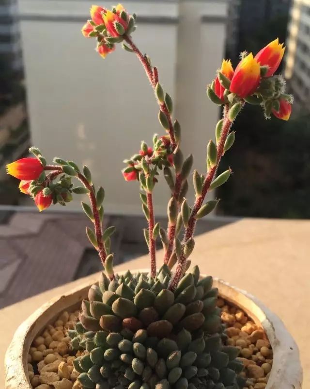 玩花剑的正确方法,花剑教程大全