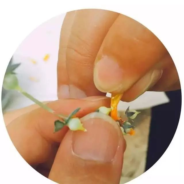 玩花剑的正确方法,花剑教程大全