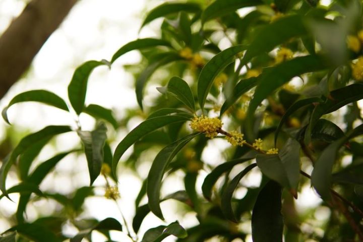 秋意浓，桂枝香（内附超萌桂花表情包,*/\*）