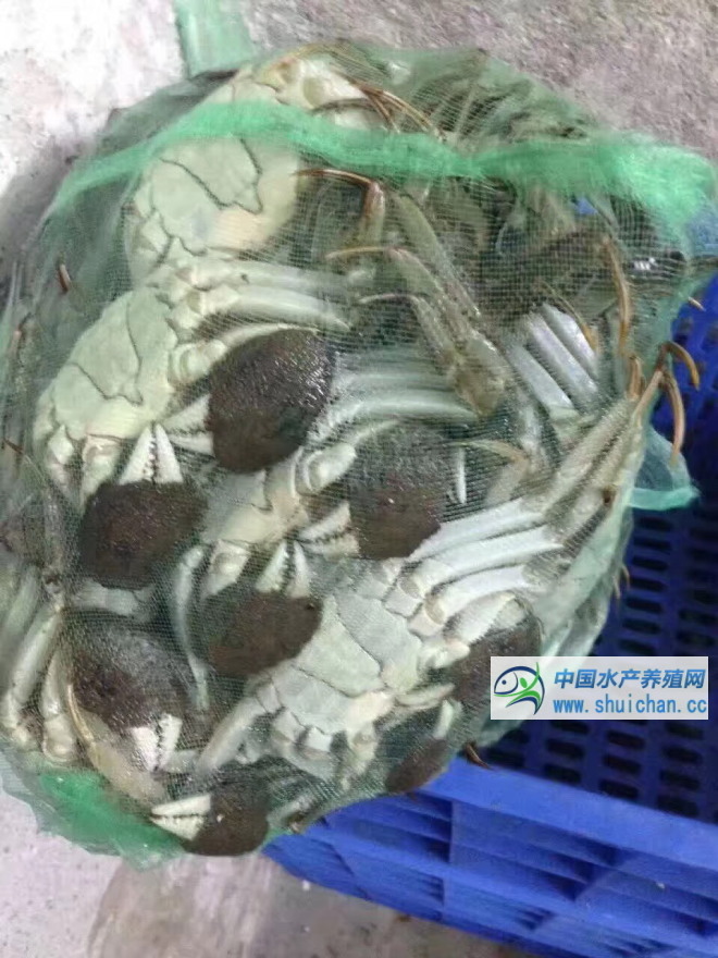 养殖100亩河蟹需要投资多少钱,养河蟹怎么养才能活