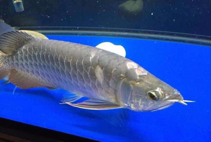 龙鱼的疾病和处理方法,龙鱼养的好好的怎么就突然暴毙了