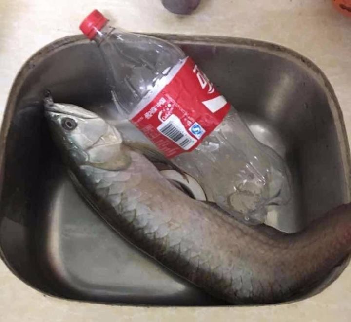 龙鱼死亡现象判断死亡原因,龙鱼全部死了有什么征兆