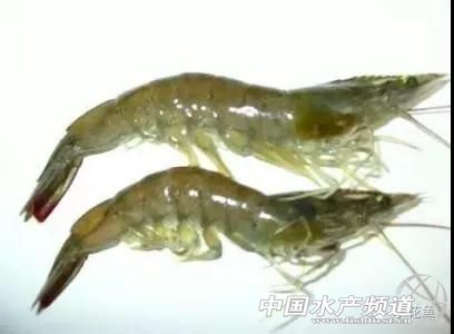 茶麸加什么除杂鱼效果好,茶麸配合淘米水