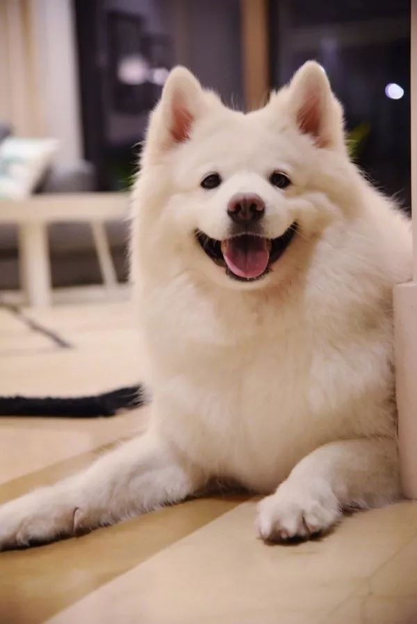 俊介犬舍推荐,俊介犬猫