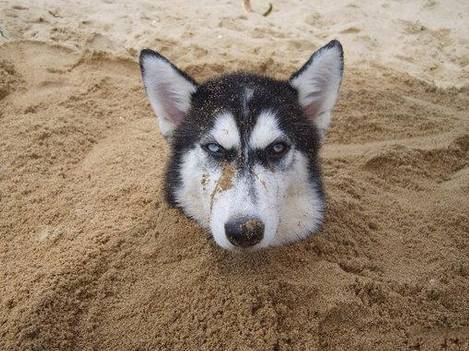 狗子把袜子吃进肚子里面怎么办,不知道狗狗吃了多少只袜子怎么办