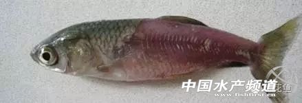 一文读懂凝血报告单,鱼类应激性出血症状及治疗方法